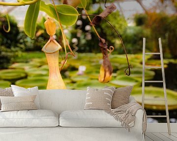 Schöne Seerosen von HotspotsBenelux