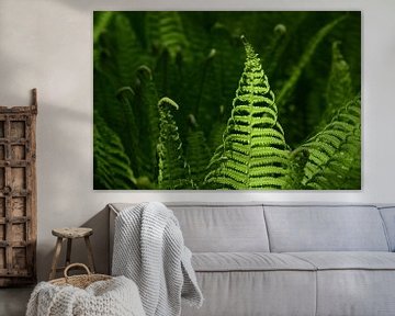 green young fern by Ulrike Leone