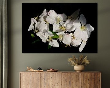 apple blossoms against dark background by Ulrike Leone
