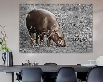 Hippopotame pygmée brun contrastant avec le fond d'herbe décolorée. sur Michael Semenov