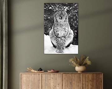 A proud beauty lynx sits full face and stares straight black and white photo of a full-length sittin by Michael Semenov