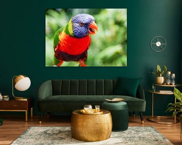 Gekleurde papagaai van Debbie Barendregt