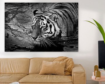 Photo noir et blanc d'un tigre flottant sur l'eau, portrait en gros plan, yeux exorbités, symbole de sur Michael Semenov