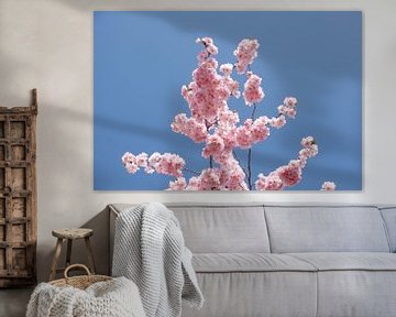 Kersenbloesem, Blauwe lucht van Torsten Krüger