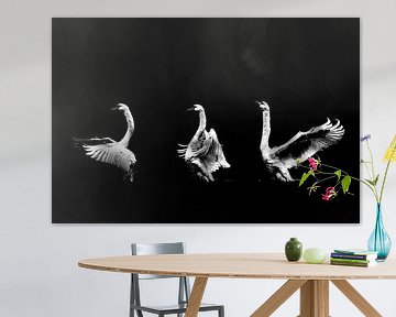 Swan Dance by Foto Studio Labie