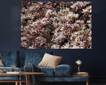 Rosa, Magnolie, Magnolien, Blüte, Blume, Blumen, Closeup