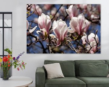 Rosa, Magnolie, Magnolien, Blüte, Blume, Blumen, Closeup