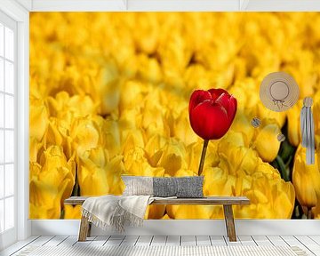 The red tulip in the yellow field
