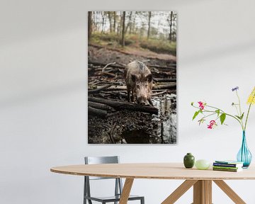 Wildschwein beim Schlammbad von Holly Klein Oonk