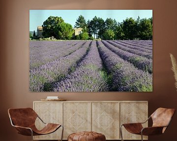 Cottage amidst the lavender by Antwan Janssen