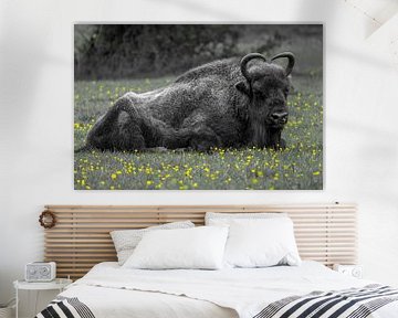 Ein imposanter Wisent (Bison), der im Gras liegt. von GiPanini