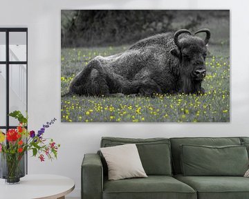 Een imposante wisent (bizon) liggend in het gras. van Gianni Argese