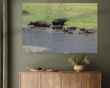 Waterbuffels bij het Kerkini stuwmeer