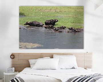 Wasserbüffel am Kerkini Stausee von ADLER & Co / Caj Kessler