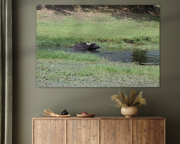 Wasserbüffel im Kerkini Stausee 2020 von ADLER & Co / Caj Kessler