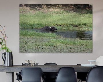 Waterbuffels in Kerkini reservoir 2020 van ADLER & Co / Caj Kessler