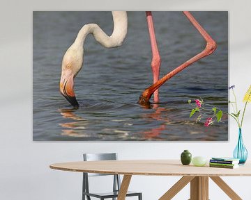 Flamingo in the Camargue by Antwan Janssen