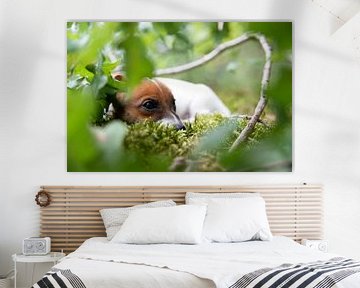 Chiot Jack Russell Terrier dans les bois. sur Simon Peeters