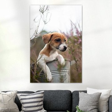 Jack Russell Terriër Puppy in de heide