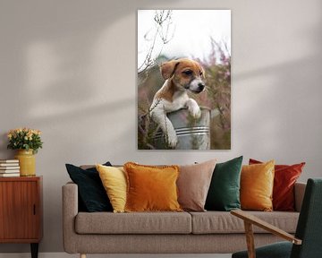 Jack Russell Terrier Welpe in der Heide von Simon Peeters