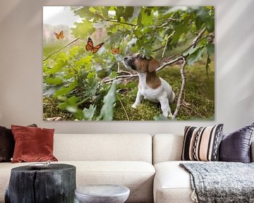 Un chiot terrier Jack Russell regarde des papillons