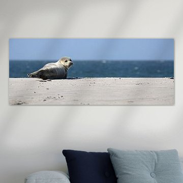 Seal on the beach of Düne