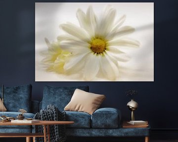 Chrysanthemenblüten - Duo