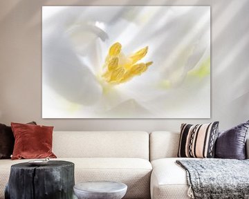 Weiße Tulpe von Karin Tebes