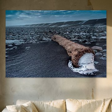 Oude boomstronk van Menno Schaefer
