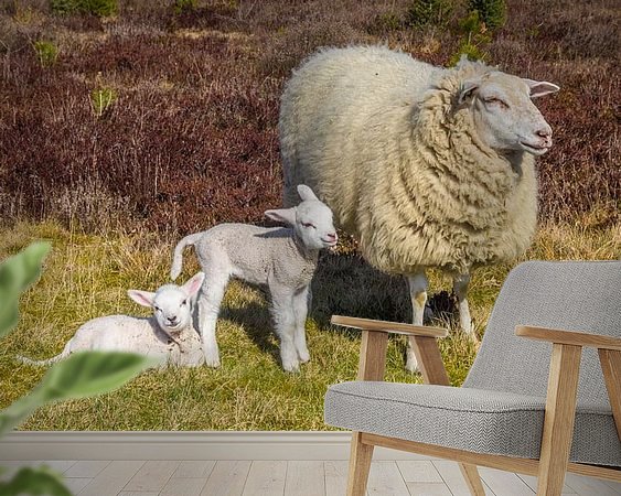 Raumvorschau