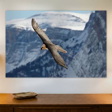 Gypaète barbu adulte en vol sur Beschermingswerk voor aan uw muur