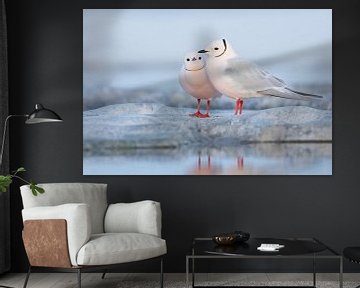 Ross's Gull (Rhodostethia rosea) by Beschermingswerk voor aan uw muur