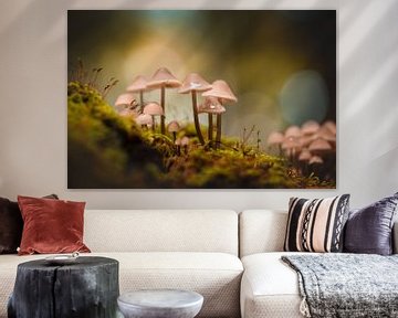 Mushrooms in the forest with bokeh by KB Design & Photography (Karen Brouwer)