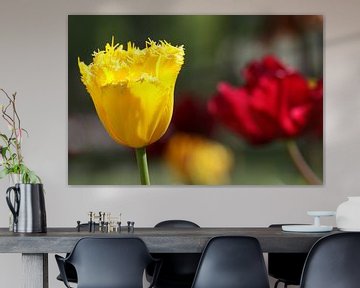 Tulpen auf dem Keukenhof von Antwan Janssen