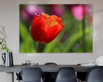 Tulpen in de Keukenhof van Antwan Janssen