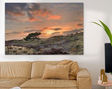 Texel tree in the dunes