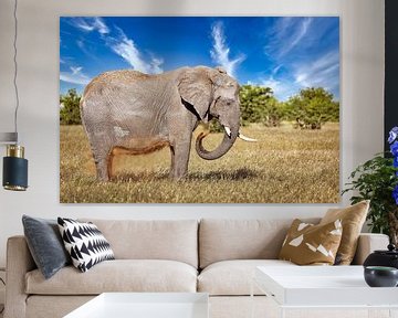 Elefant im Gras, Etosha Namibia von W. Woyke