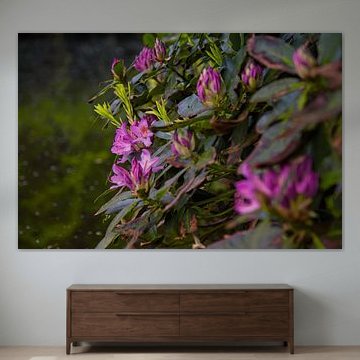 Rhododendron in bloom