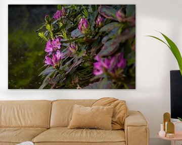 Rhododendron in bloom by Joran Quinten