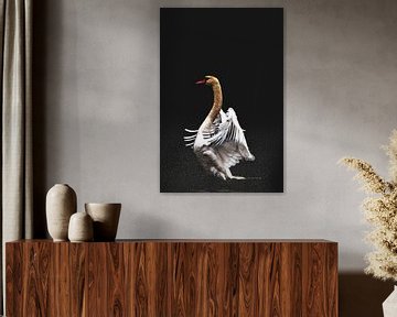 Swan dance two color van Foto Studio Labie