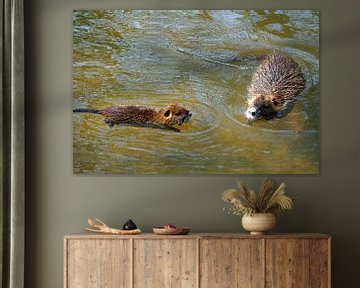 de foto toont wilde levende nutria