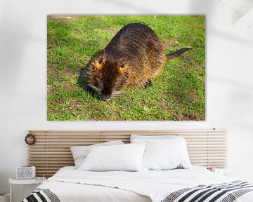 de foto toont wilde levende nutria
