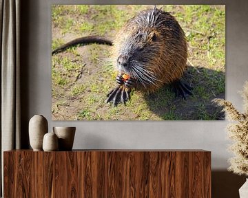 das Bild zeigt wild lebende Nutria von Babetts Bildergalerie