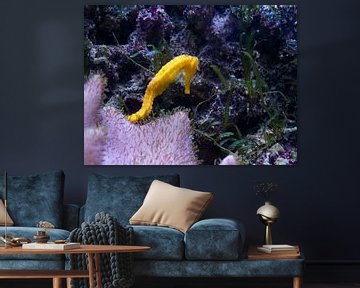 Klein geel zeepaardje van Babetts Bildergalerie