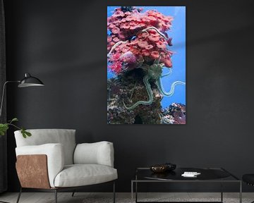 Grijze zeester op roze koraal van Babetts Bildergalerie
