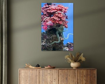 Grijze zeester op roze koraal