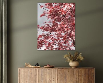 Japanese cherry II by Saskia Schotanus