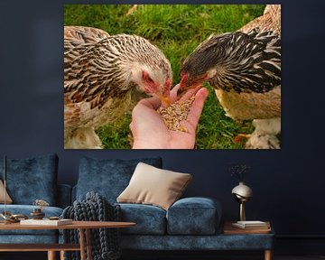 Eating out of your hand by Brahma chickens by Jolanda de Jong-Jansen