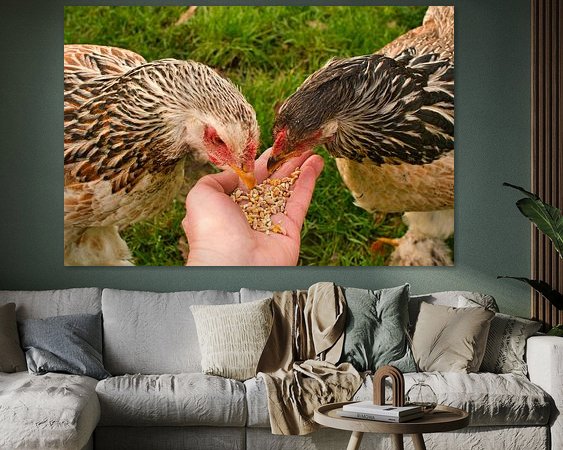 Aperçu de la chambre