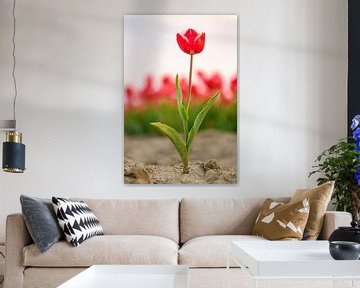 Een rood met witte tulp met een veld bloeiende tulpen in de achtergrond van Sjoerd van der Wal